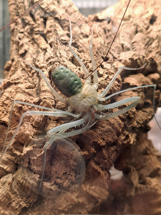 news 11 Feb 2023 - molts on molts on molts