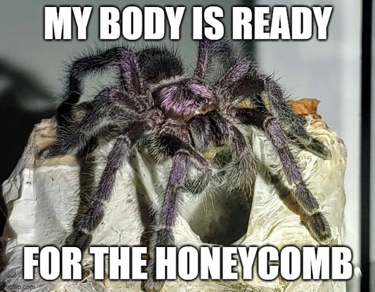 news 5 Aug 23 - HONEYCOMB enclosures are ready for you!