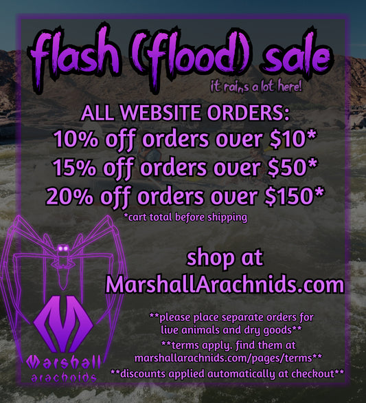 news 29 Jun 23 - anotha flash sale! 🌊