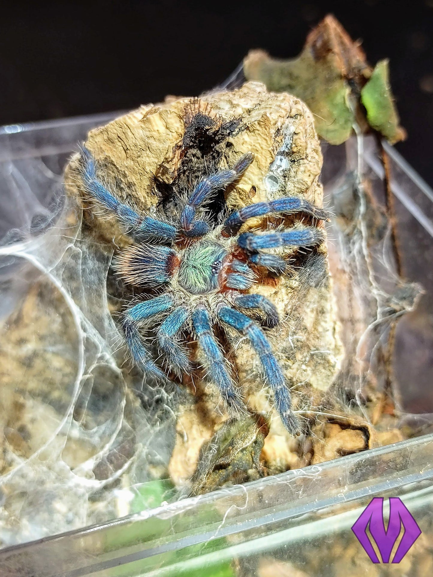 FEMALE D. diamantinensis 1"+