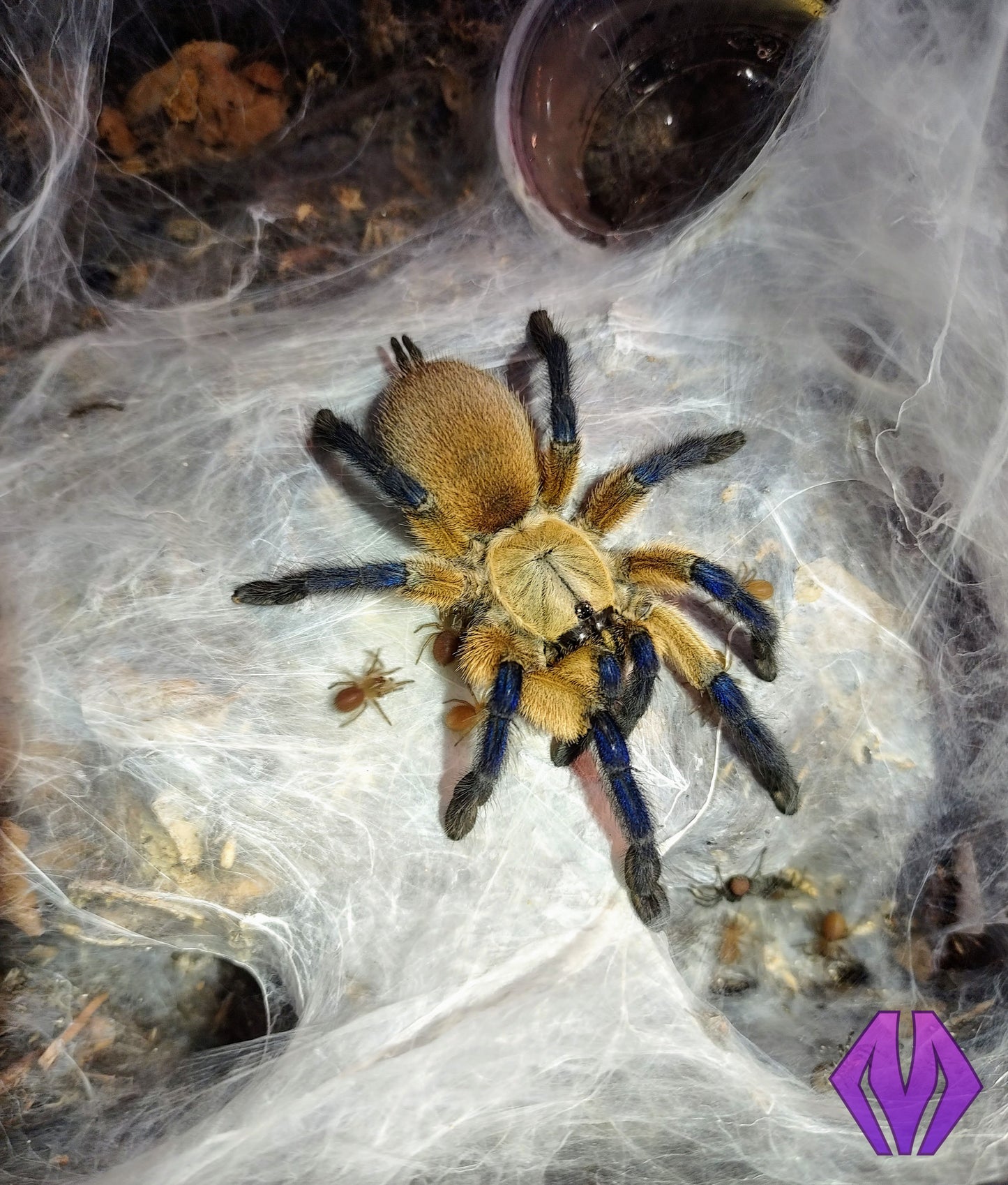 Monocentropus balfouri ½-¾" COMMUNAL 4-PACK