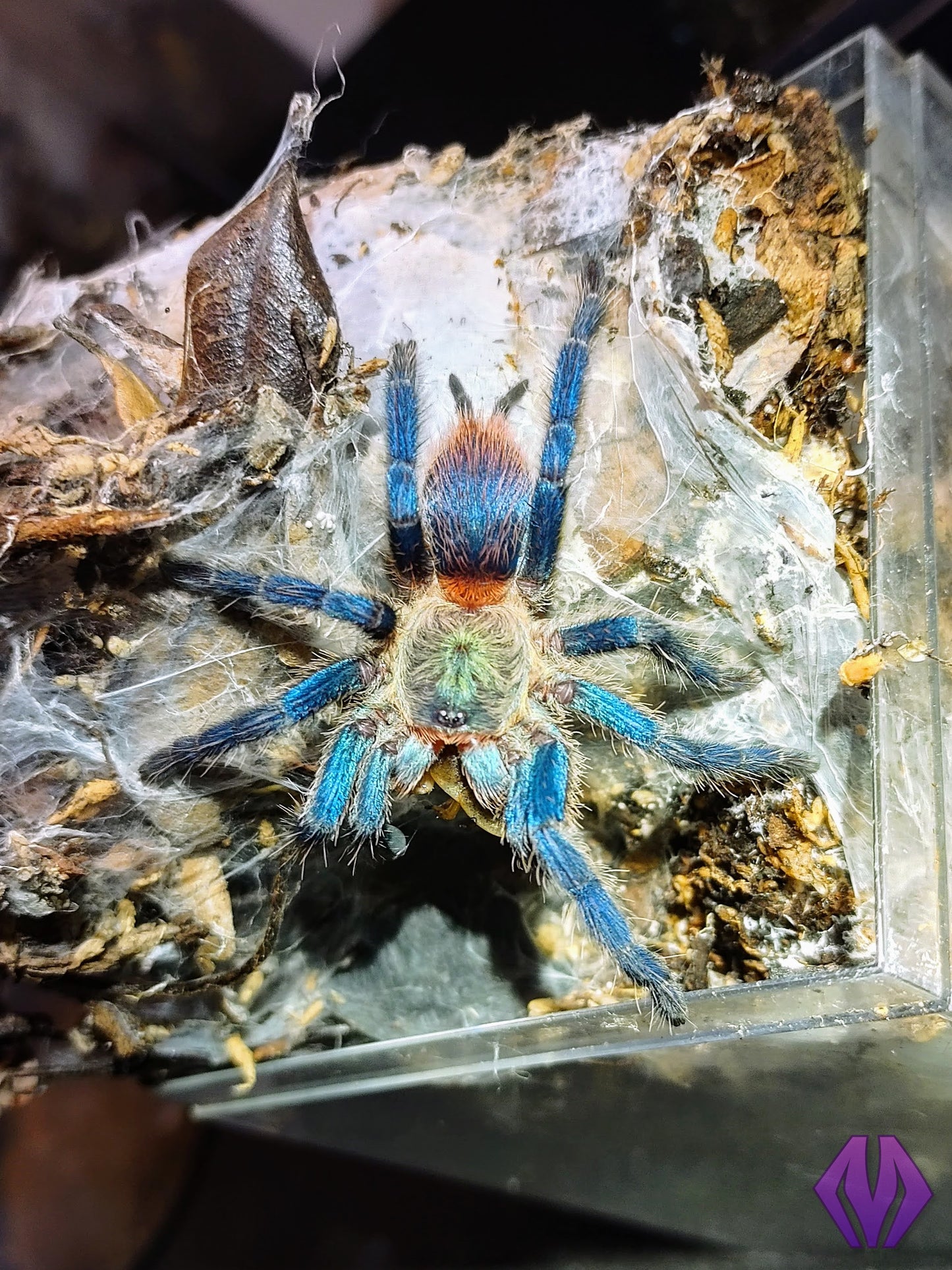 FEMALE D. diamantinensis 1"+