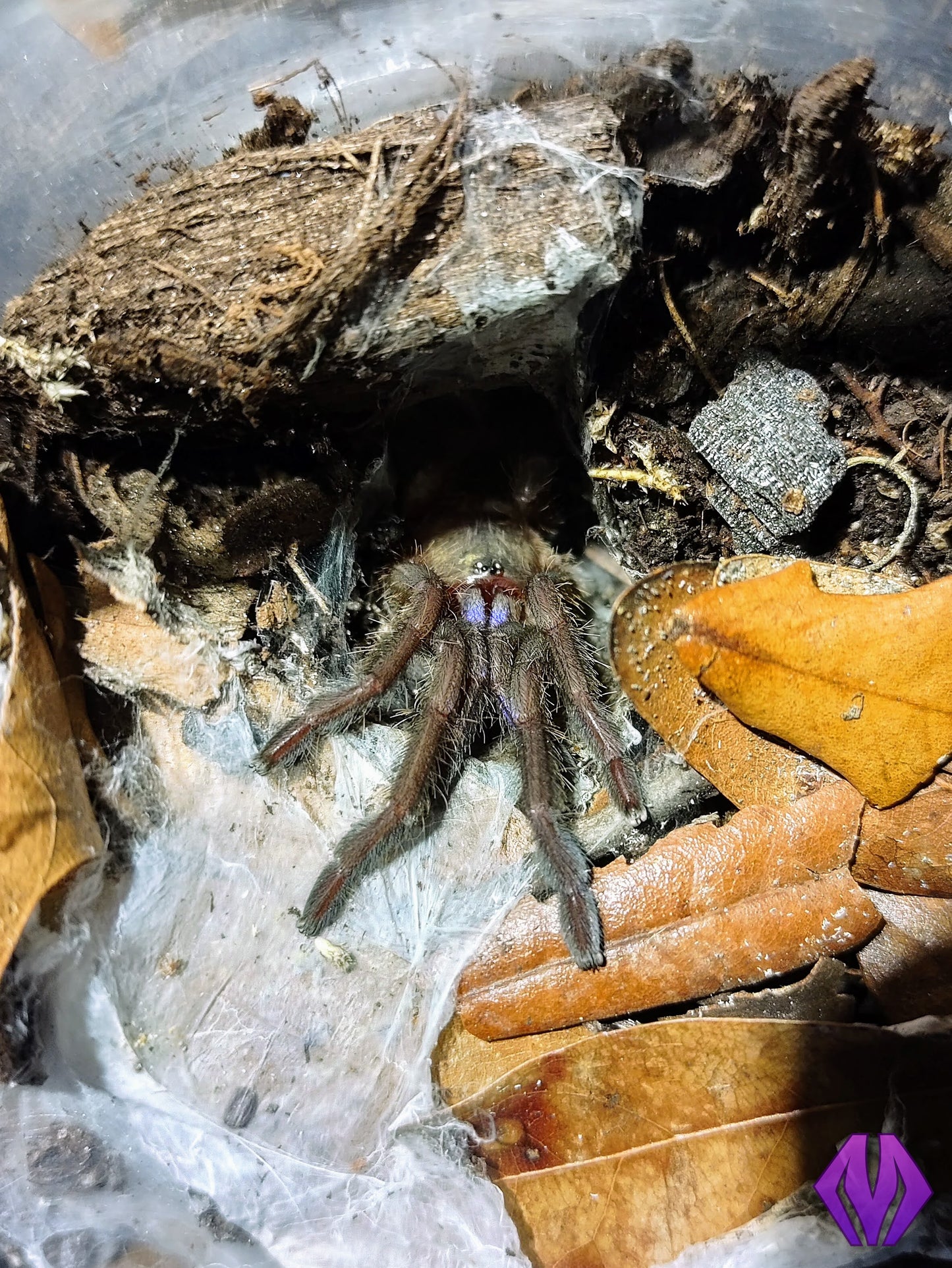 Chilobrachys natanicharum (ex "electric blue") ½-¾"