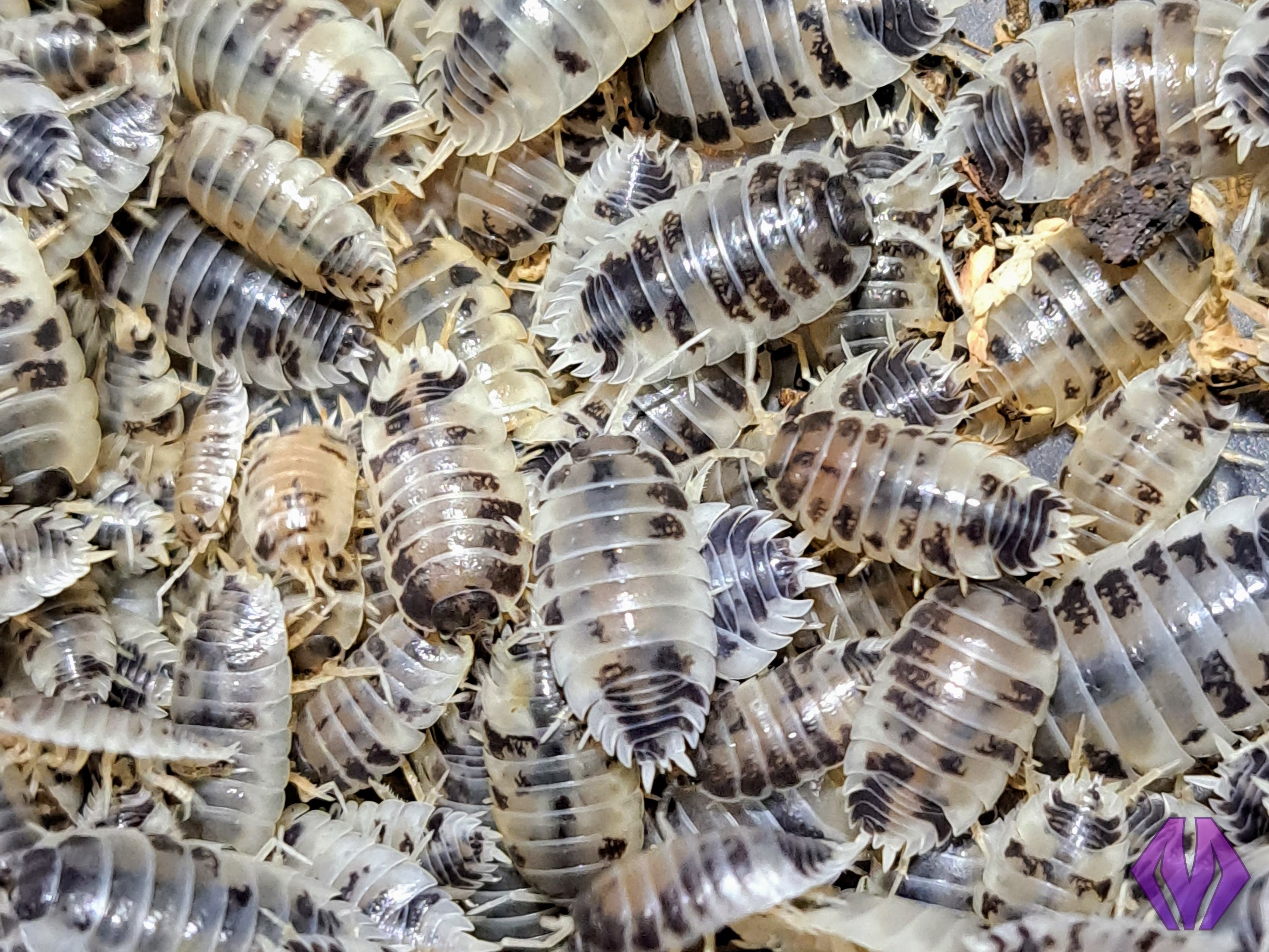 dairy cow isopods 100ct+ Marshall Arachnids