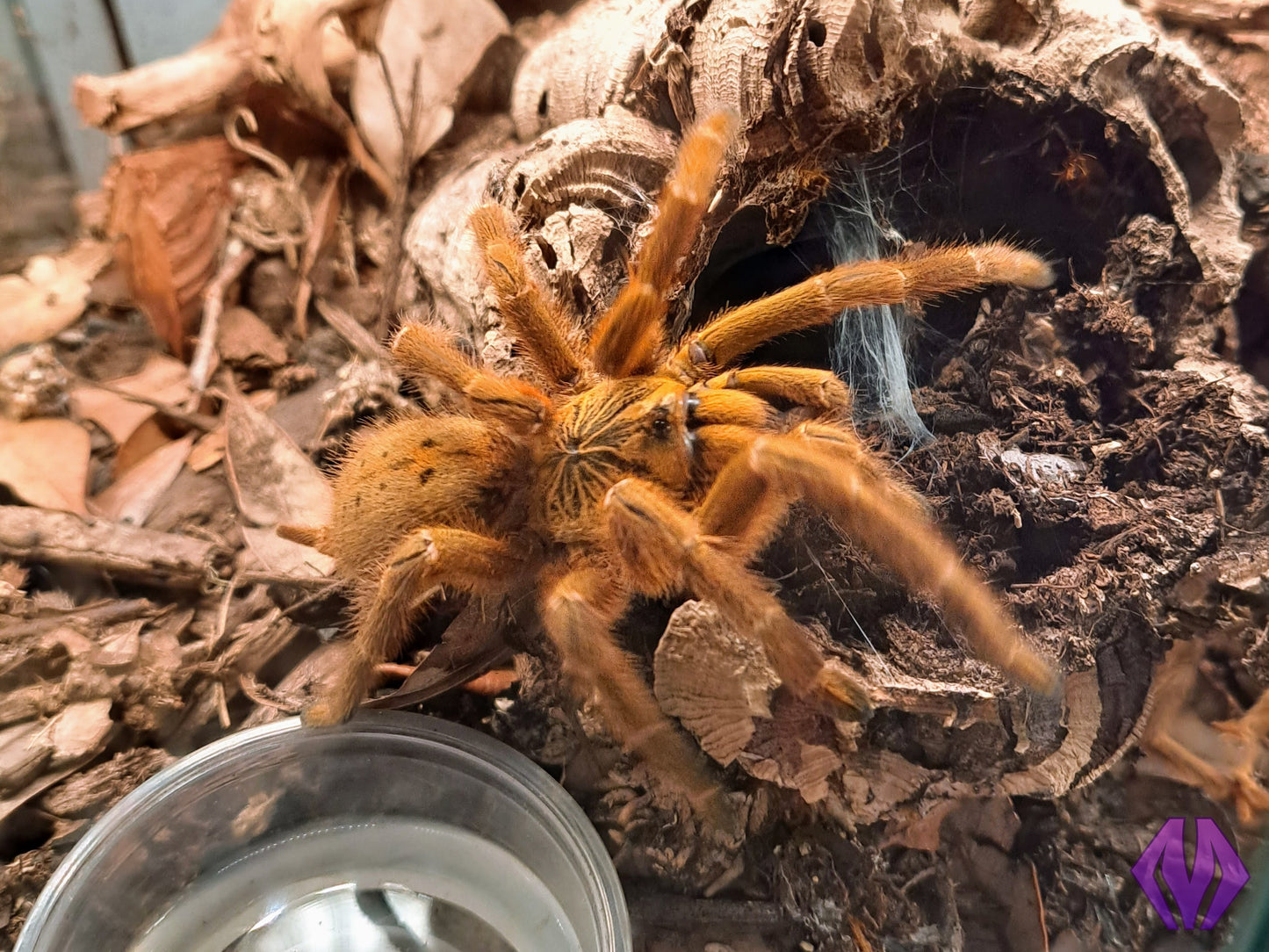 Pterinochilus murinus (RCF) WHOLESALE