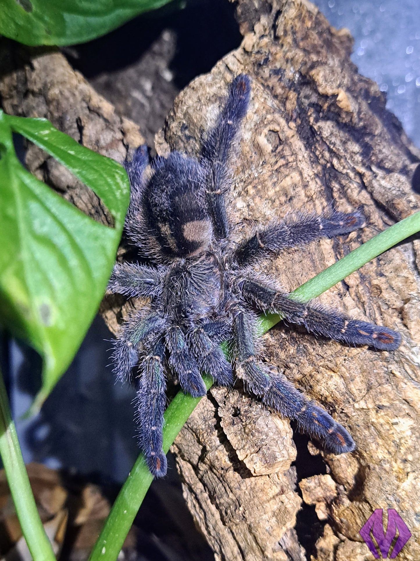 Ybyrapora diversipes ½-¾"