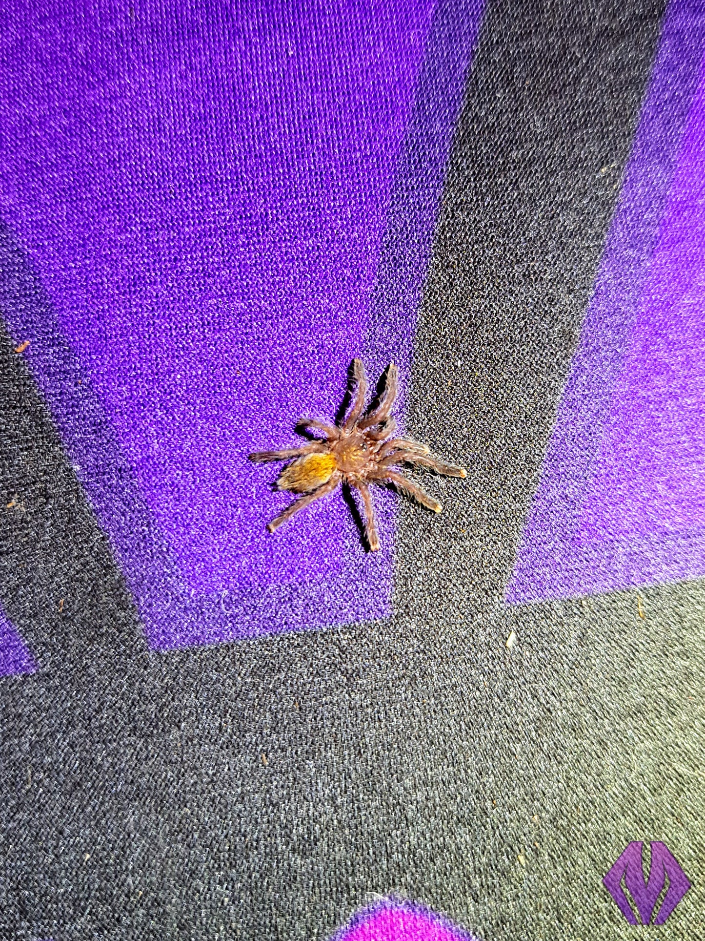 Pterinochilus murinus (RCF) WHOLESALE