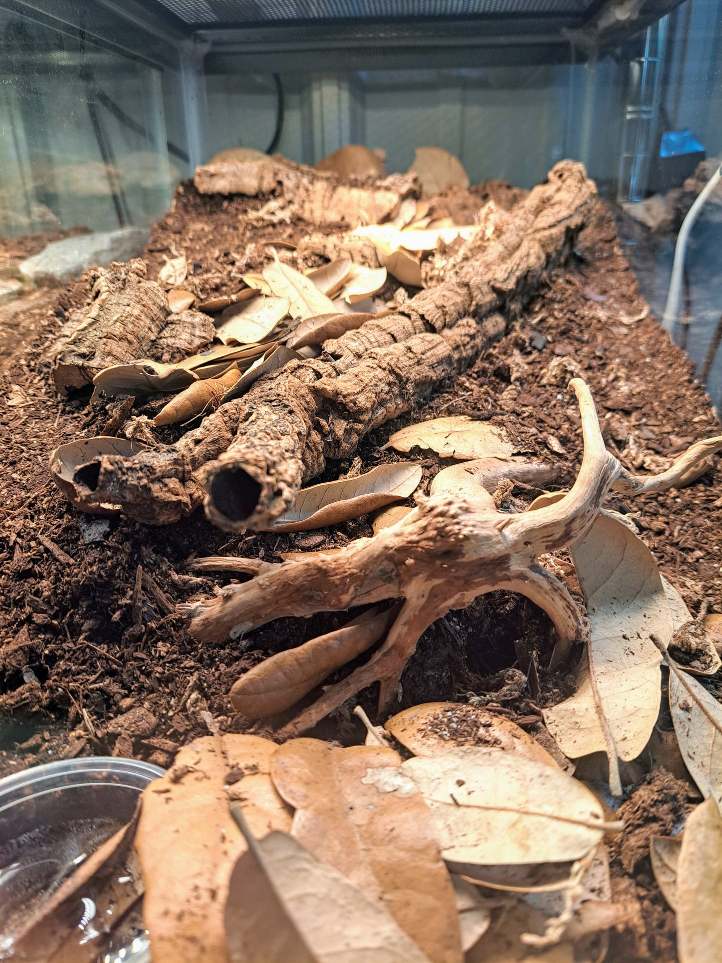 mixed oak leaf litter