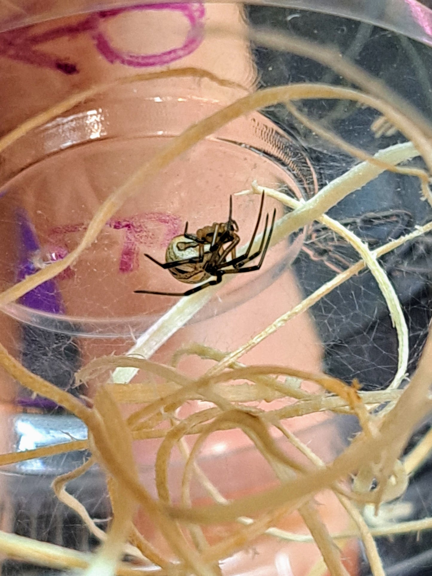 Western black widow ¼"+ UNSEXED JUVENILE