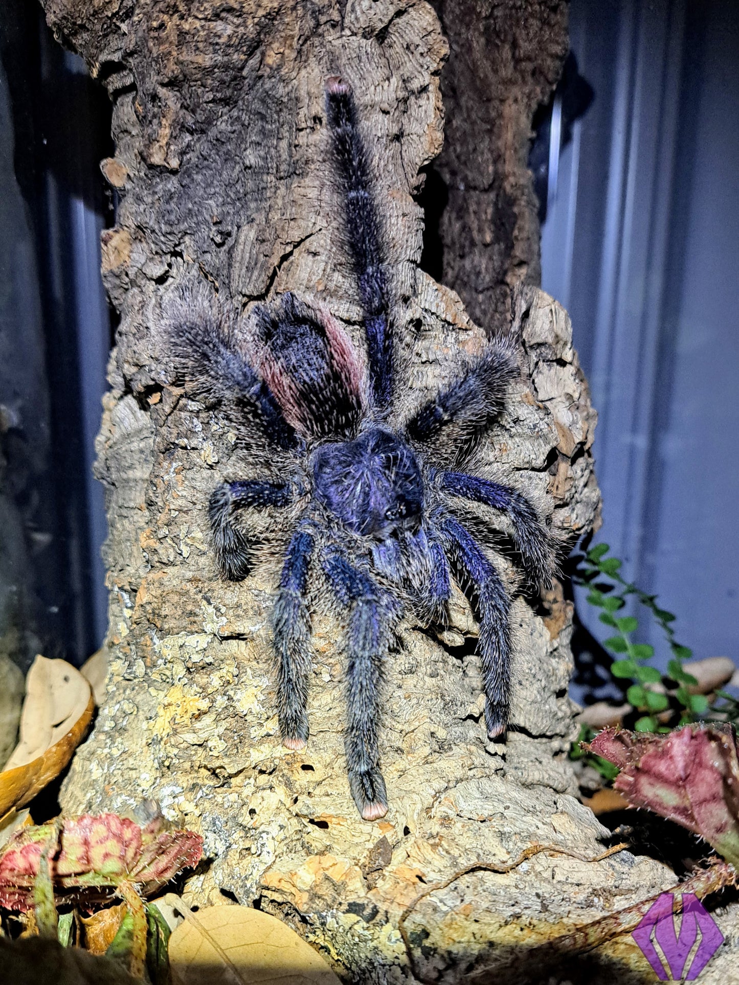 Avicularia juruensis m2 ("Peru purple") ½-¾" AVAILABLE NOW!