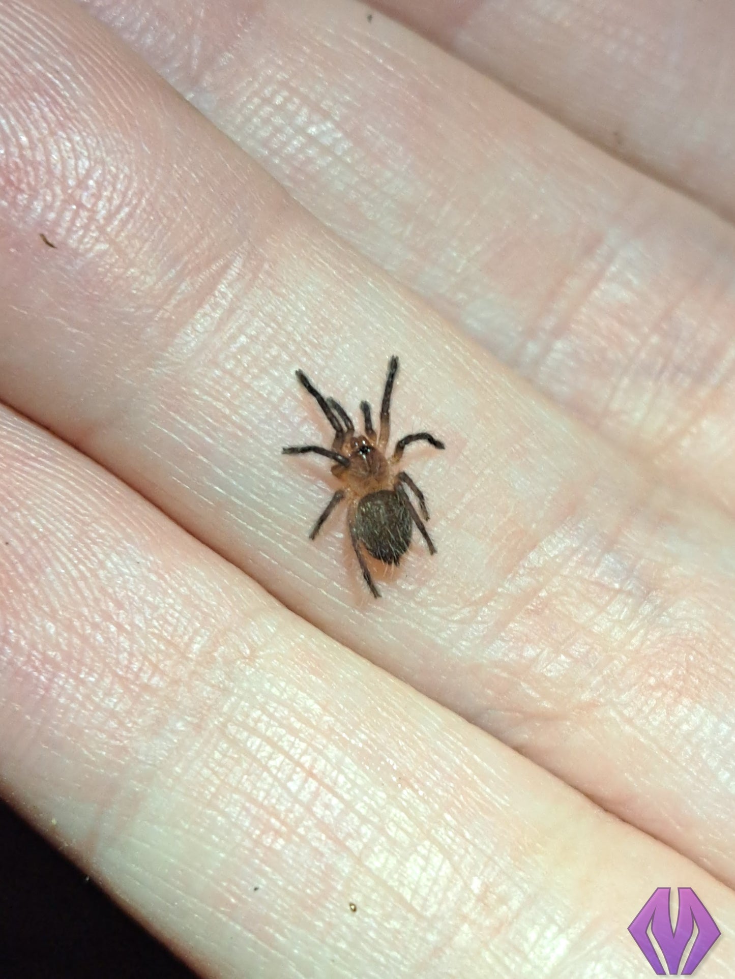 Dolichothele rufoniger ½"+