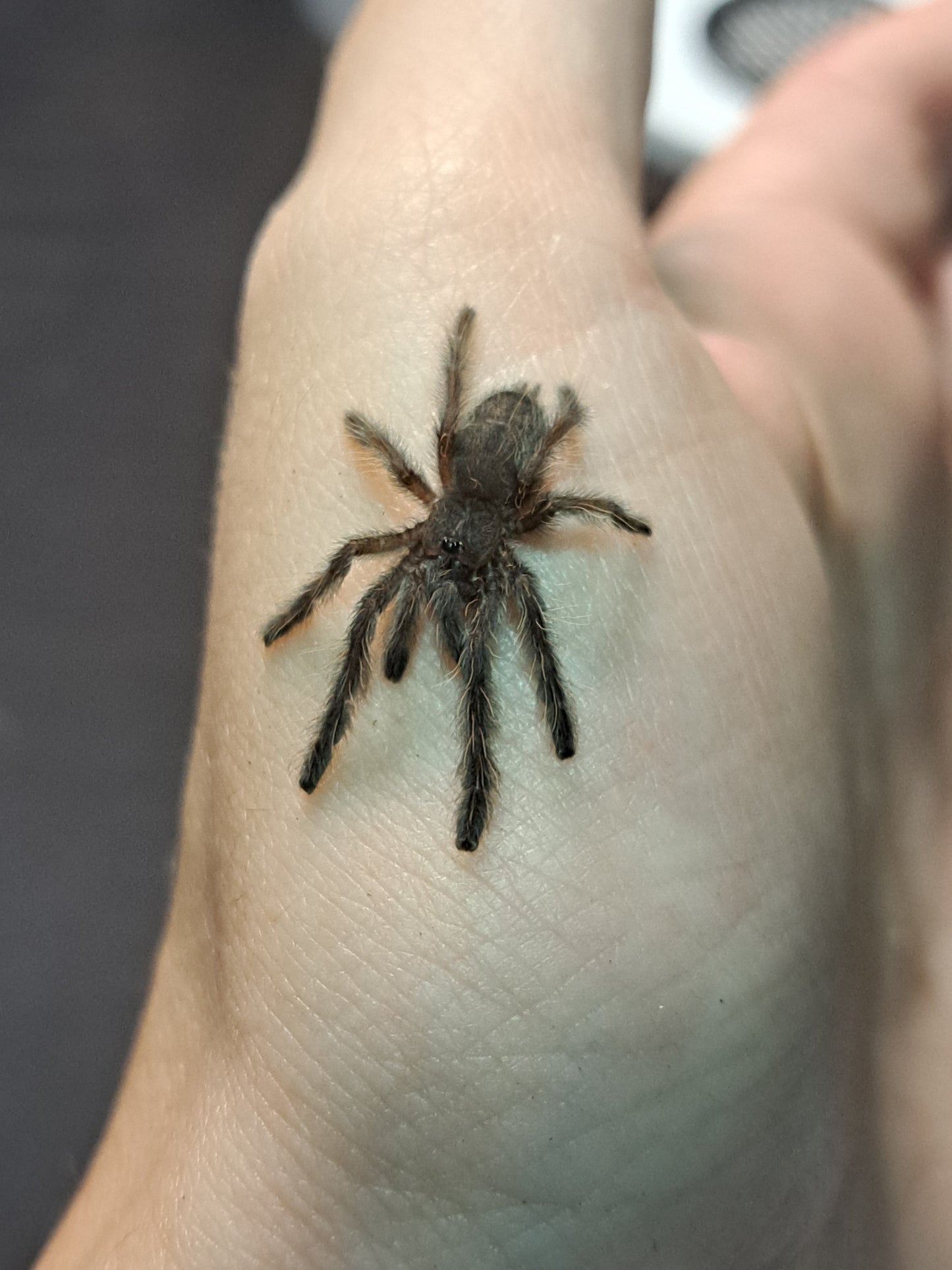 Phormingochilus sp. "Sabah Blue" ¾"+