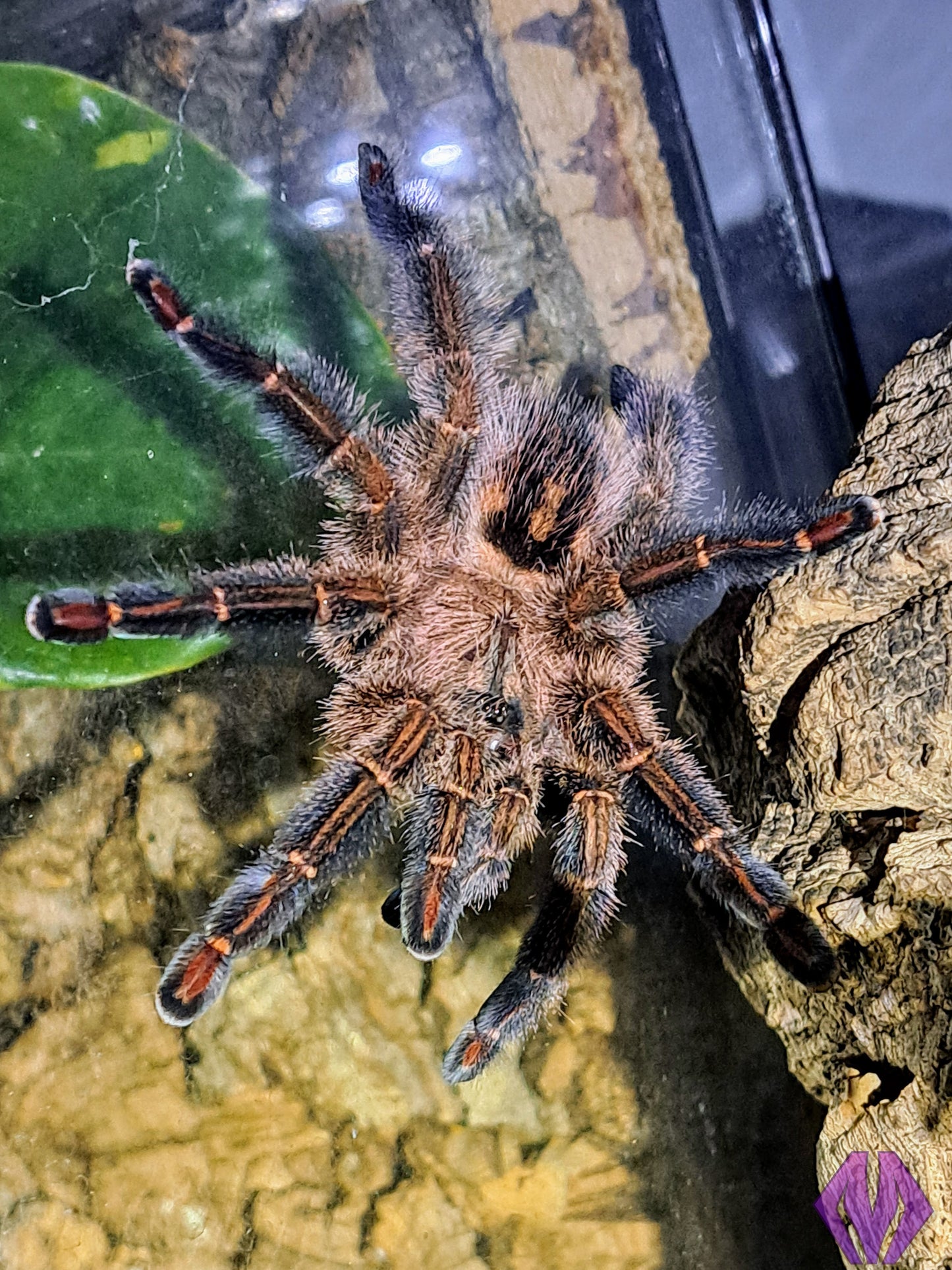 Ybyrapora diversipes ½-¾"