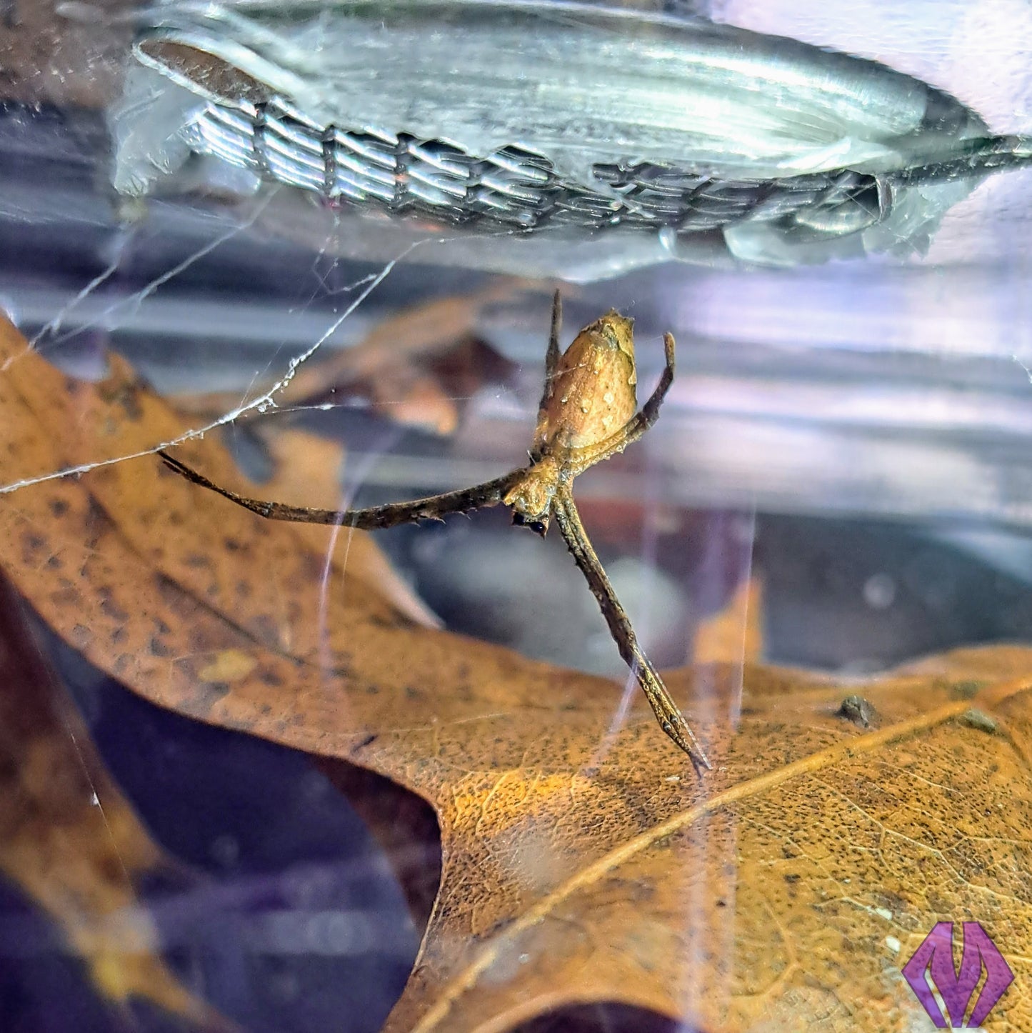CBB Cameroon net-casting spiderling **BABIES COMING THIS YEAR!**