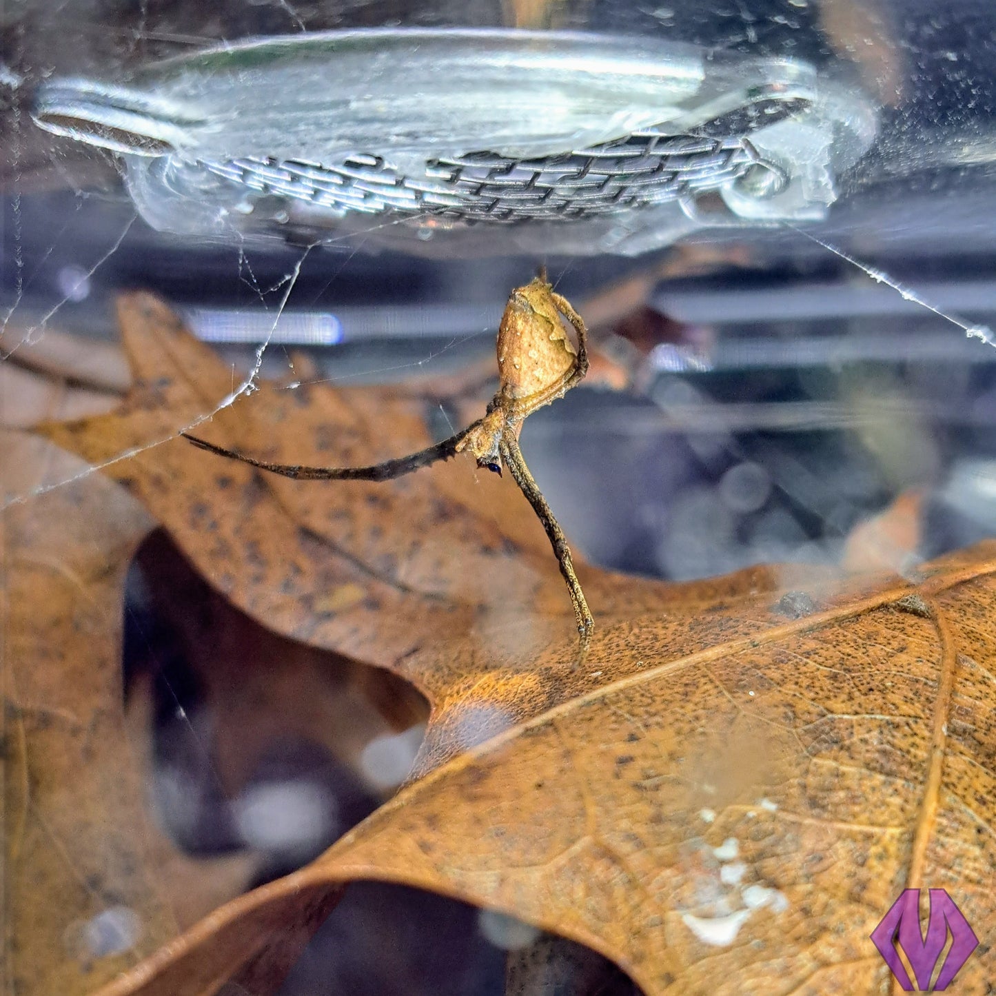 CBB Cameroon net-casting spiderling **BABIES COMING THIS YEAR!**