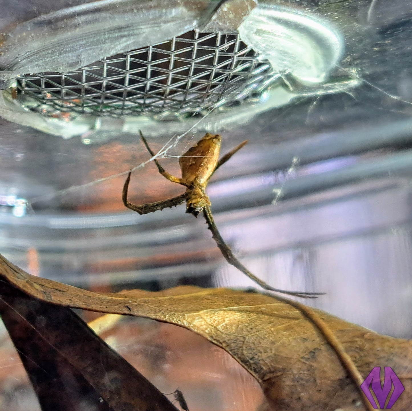 CBB Cameroon net-casting spiderling **BABIES COMING THIS YEAR!**