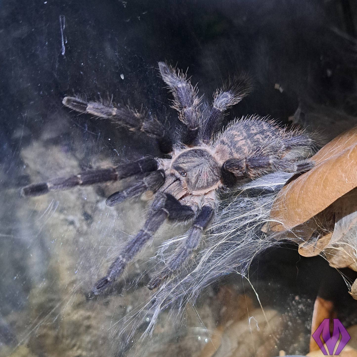 Ornithoctoninae sp. "Laos" (PDA) ½"+ COMING SOON!