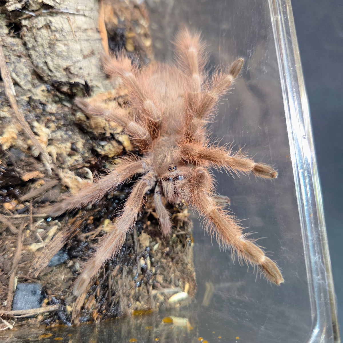 Probable MALE Nhandu tripepii (currently in premolt) 3.5"