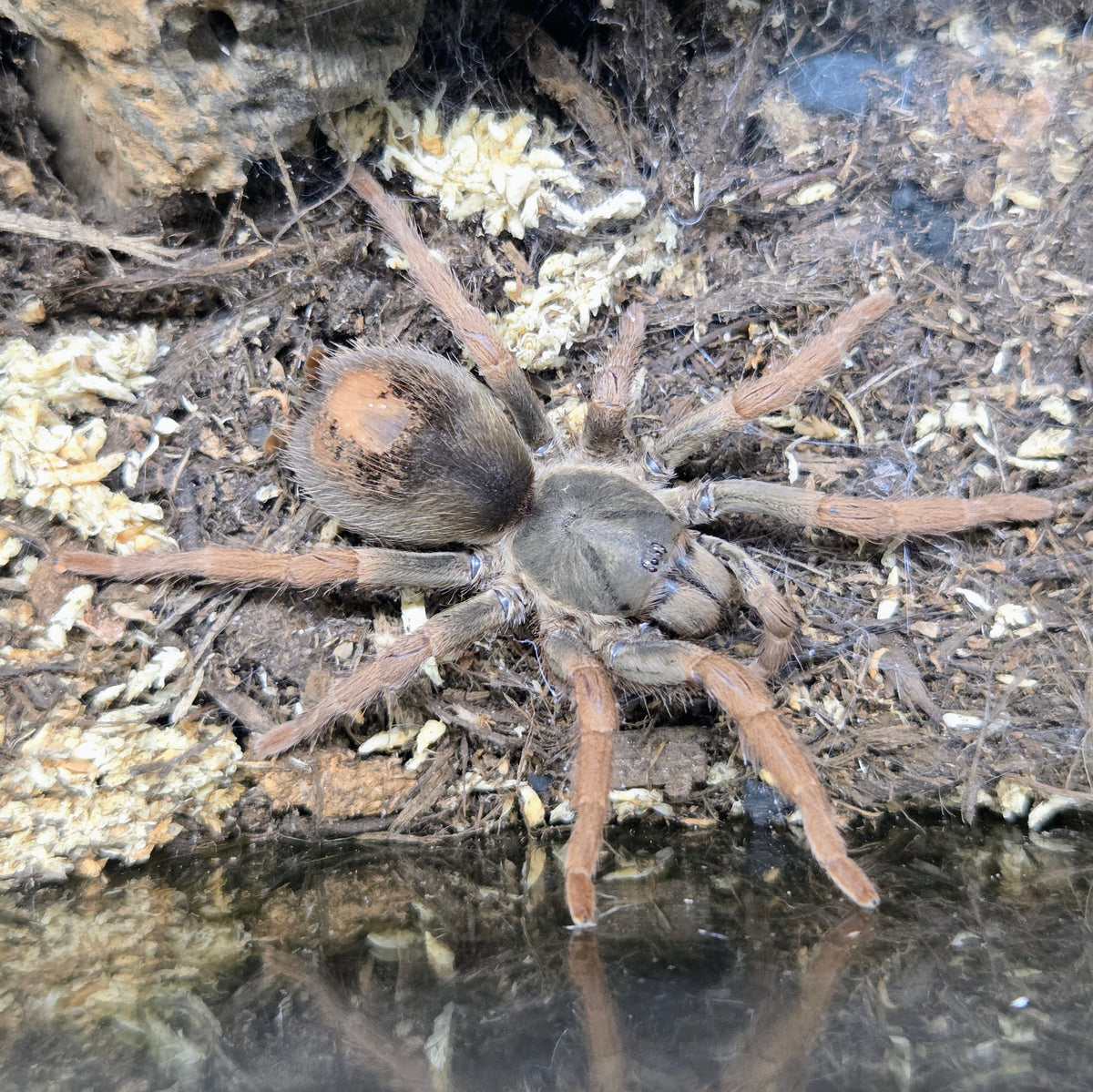 PROBABLE FEMALE Kochiana brunnipes 2" (possibly going into premolt soon)
