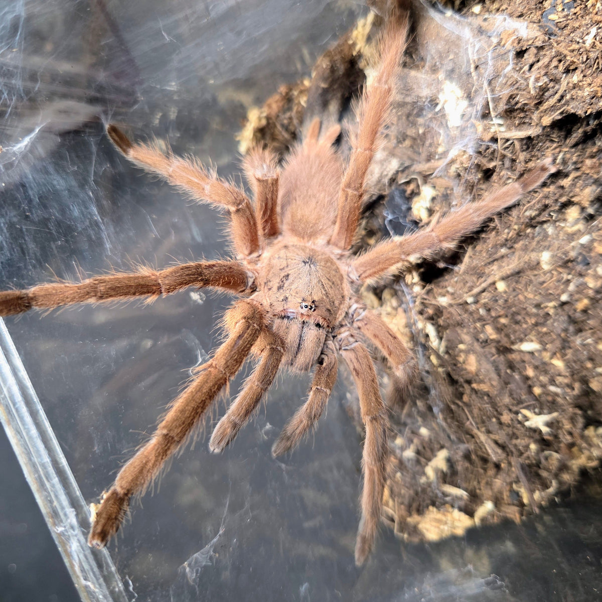 PROBABLE FEMALE Chilobrachys huahini 4"
