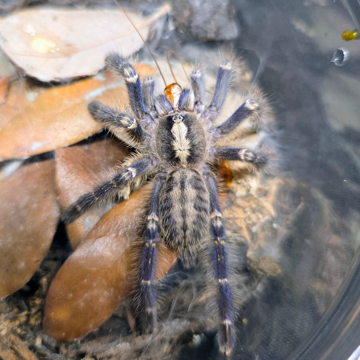 FEMALE Poecilotheria metallica 2.5"