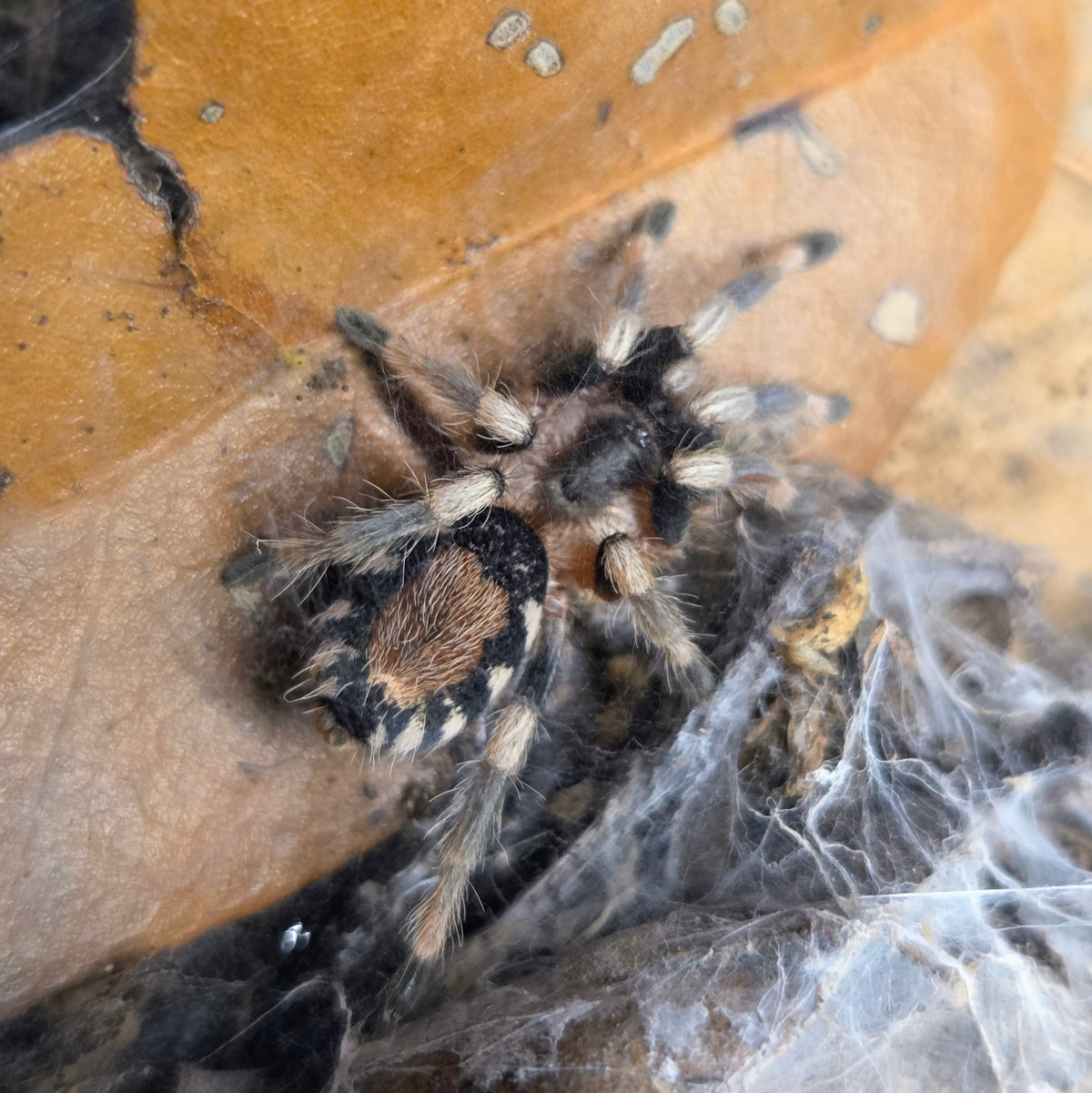 PROBABLE FEMALE Cyriocosmus ritae 1"