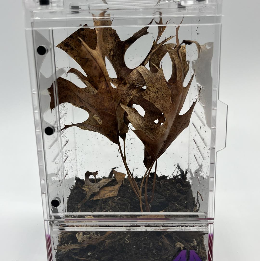 purplebox 4x4x7 ogre-faced spider habitat kit