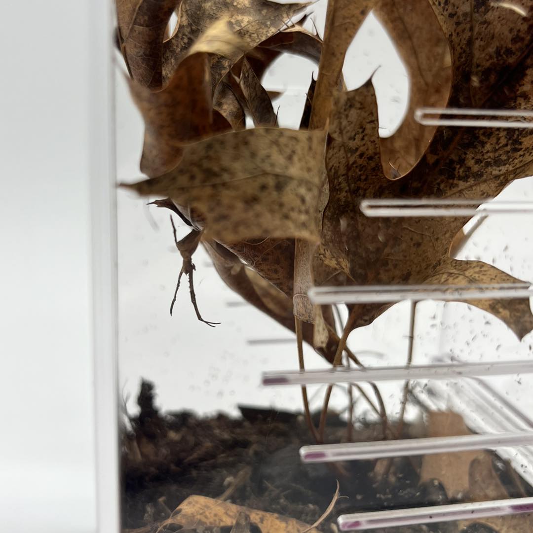 purplebox 4x4x7 ogre-faced spider habitat kit