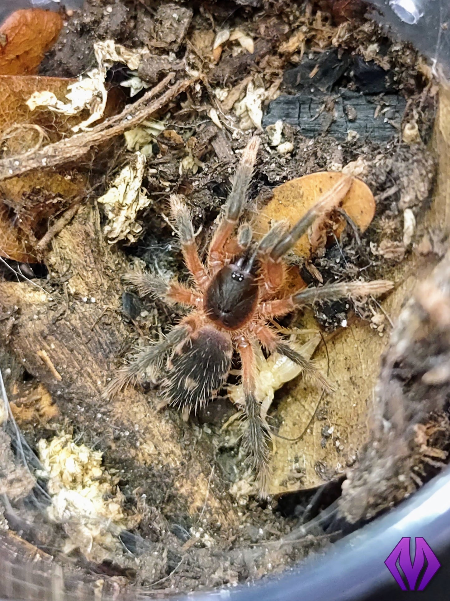 Davus sp. "Panama" ⅛" COMING SOON!