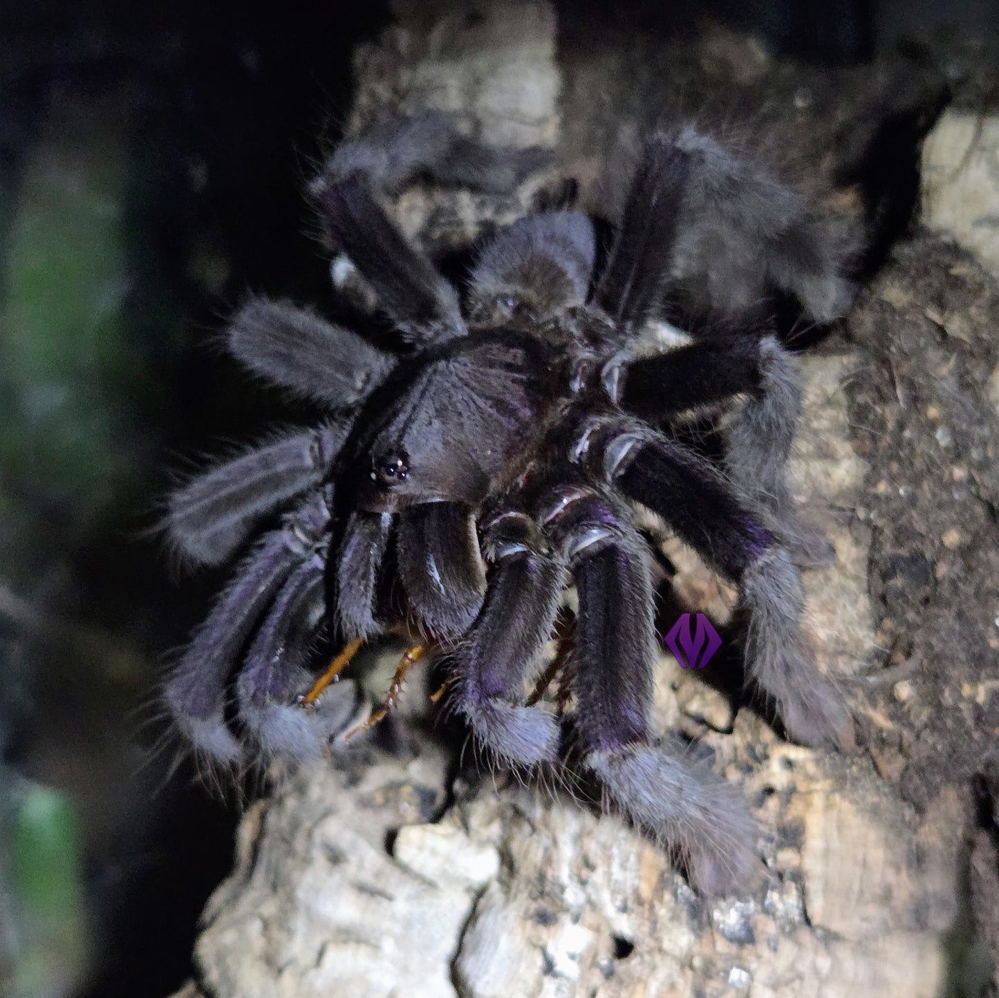 Lampropelma nigerrimum ¾" COMING SOON!