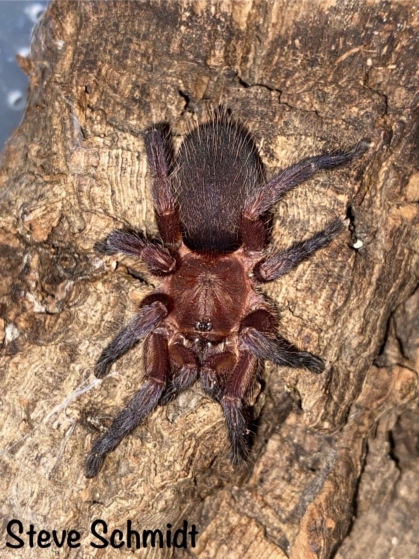 Dolichothele rufoniger ½"+