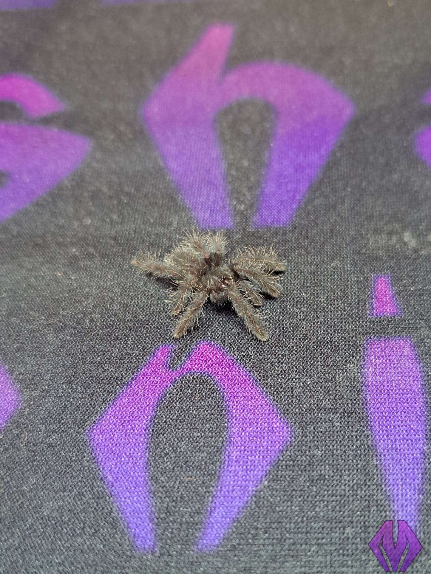 Phormingochilus hatihati ½-¾"