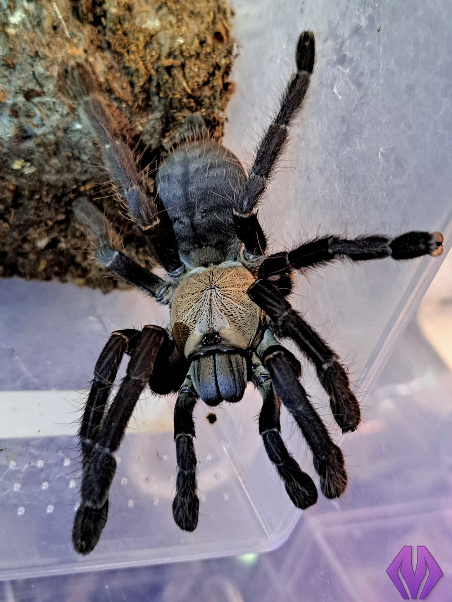 Phormingochilus hatihati ½-¾"
