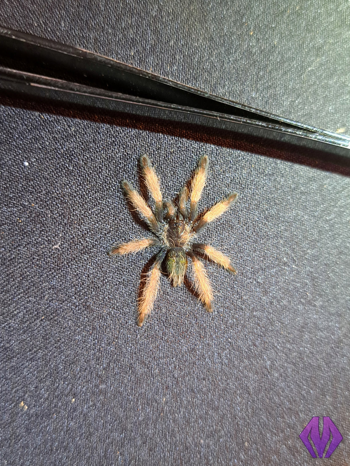 Psalmopoeus pulcher ¾"+