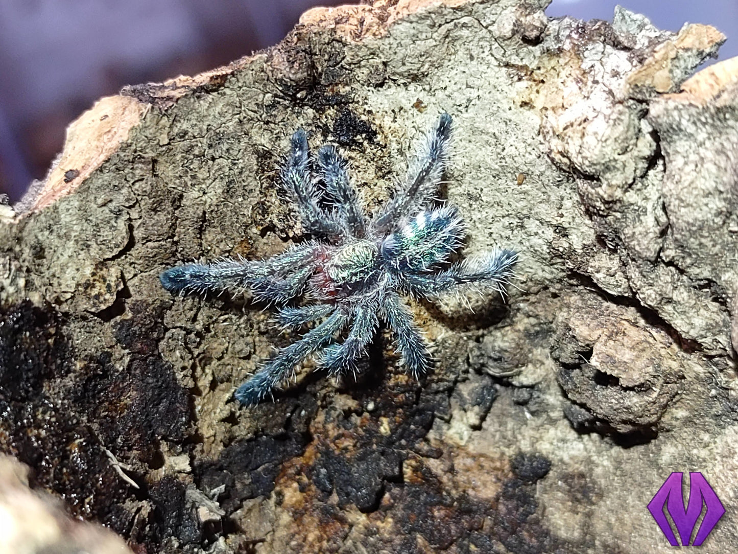Ybyrapora diversipes ½-¾"