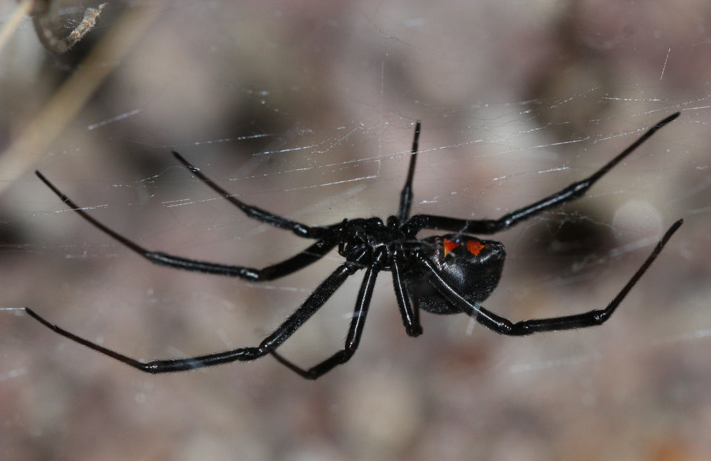 Western black widow ¼"+ UNSEXED JUVENILE