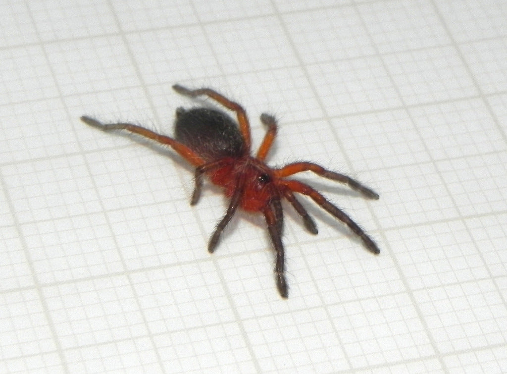 Dolichothele rufoniger ½"+