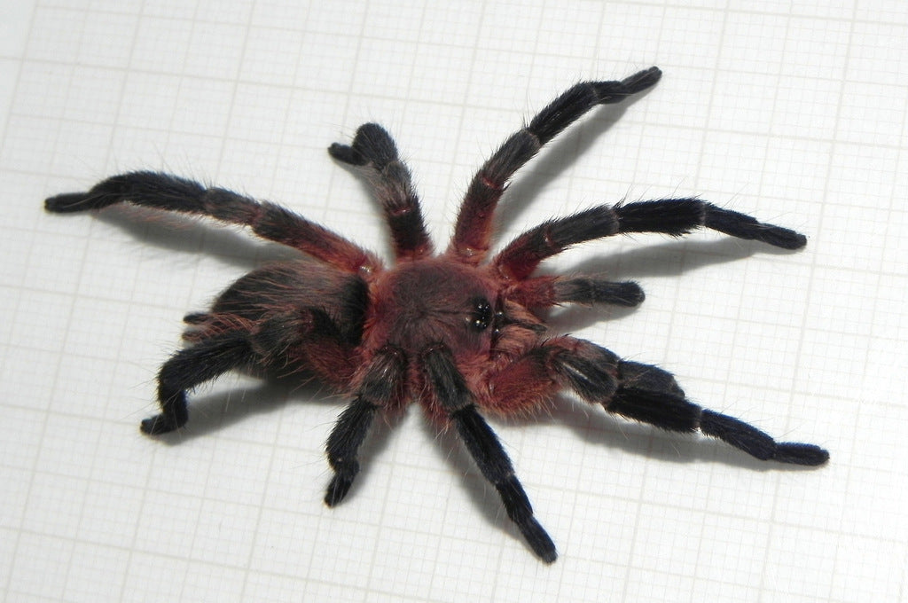 Dolichothele rufoniger ½"+