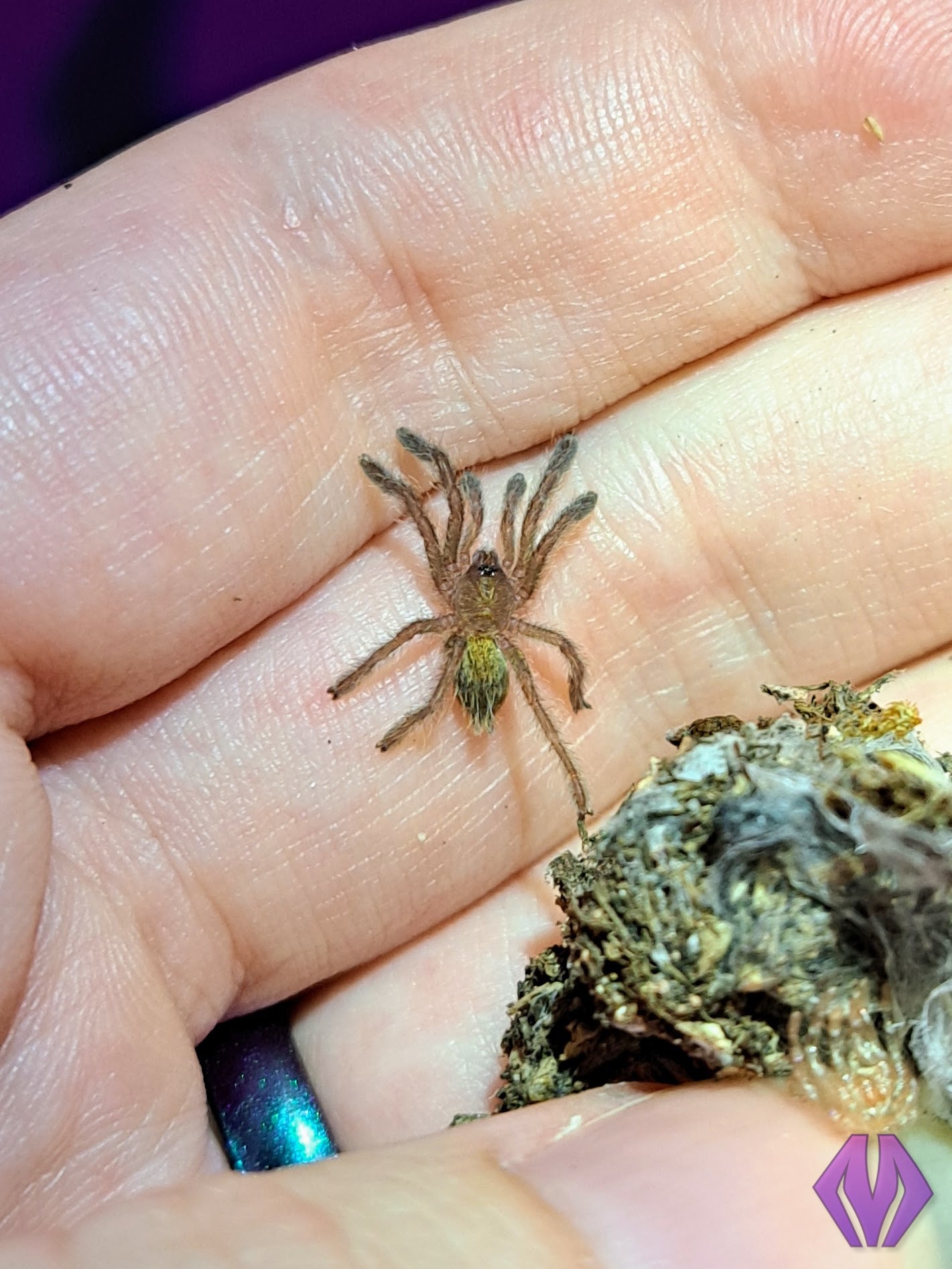 Pterinochilus murinus (RCF) WHOLESALE