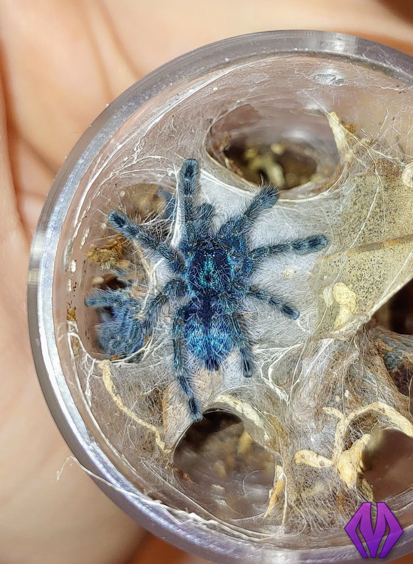 Caribena versicolor ½-¾" WHOLESALE