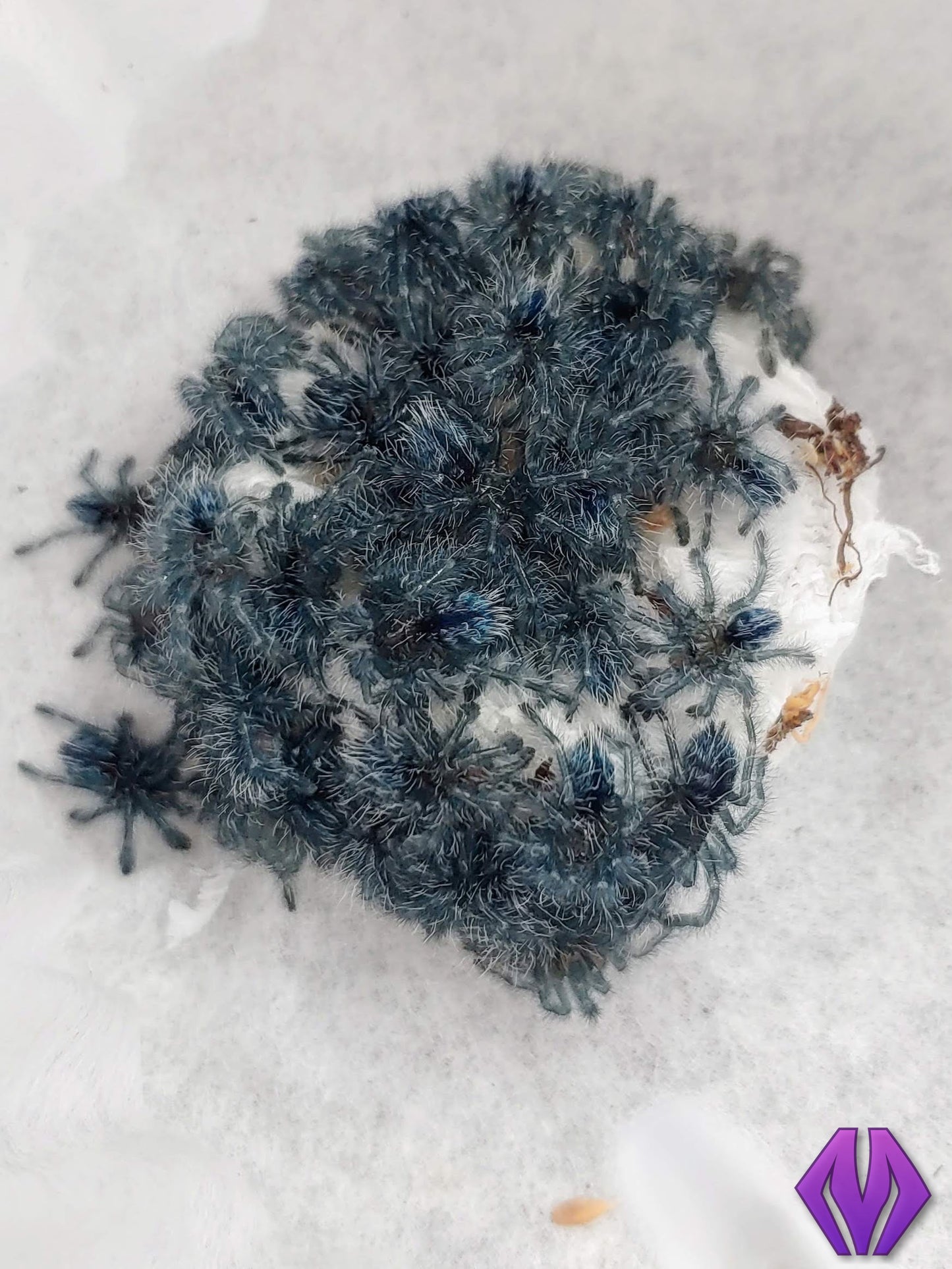 Caribena versicolor ½-¾" WHOLESALE