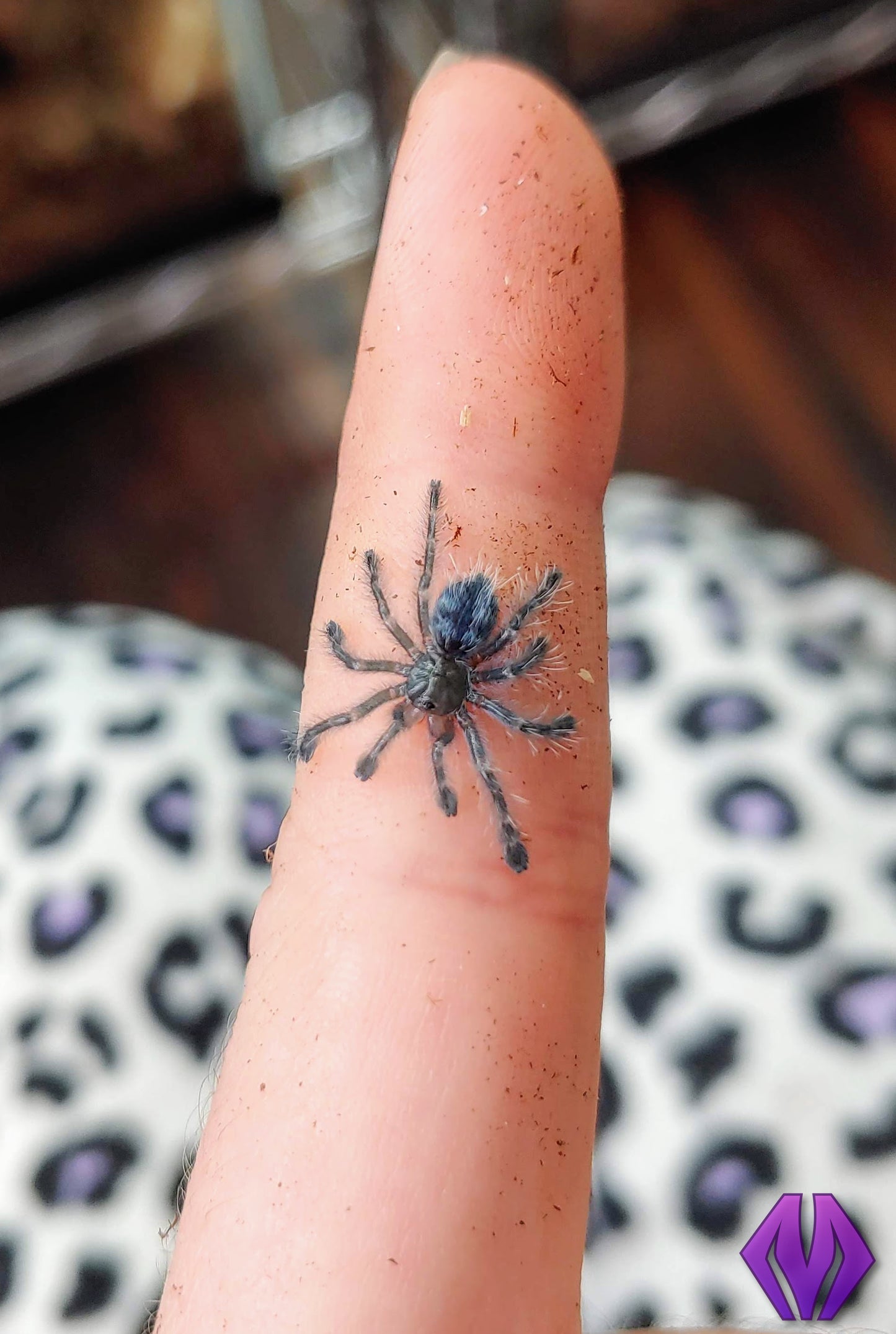 Caribena versicolor ½-¾" WHOLESALE