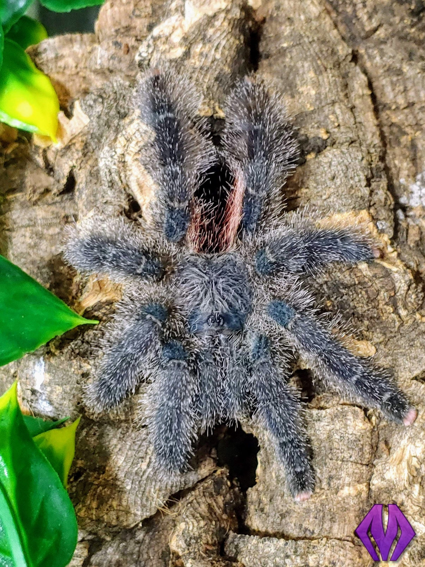 Avicularia juruensis m2 ("Peru purple") ½-¾"