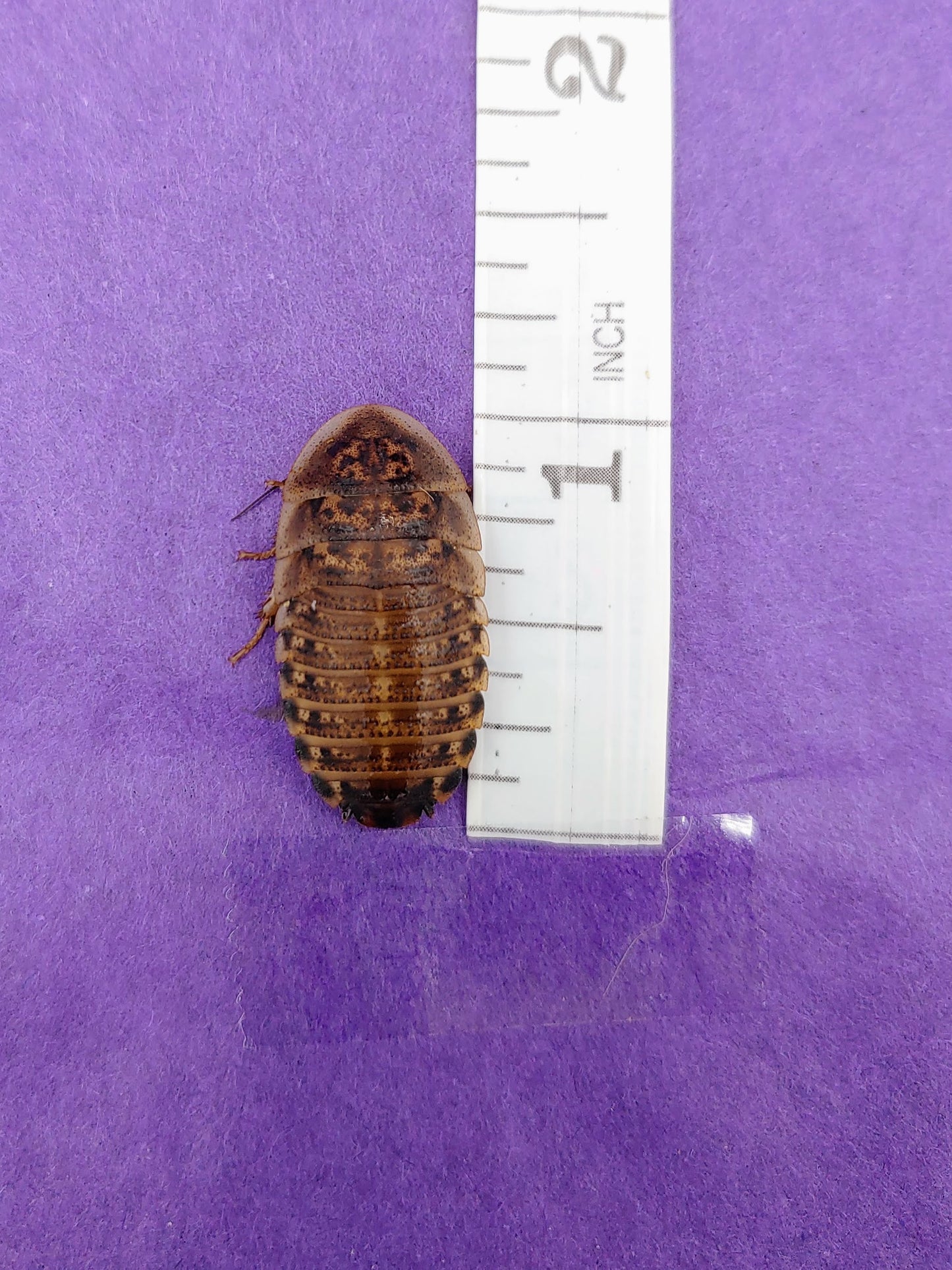1" dubia roaches