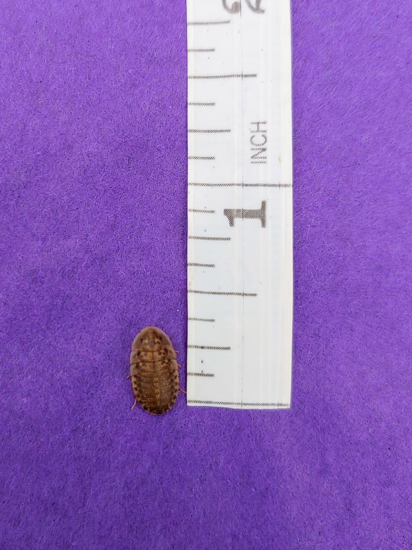 ¼" dubia roaches