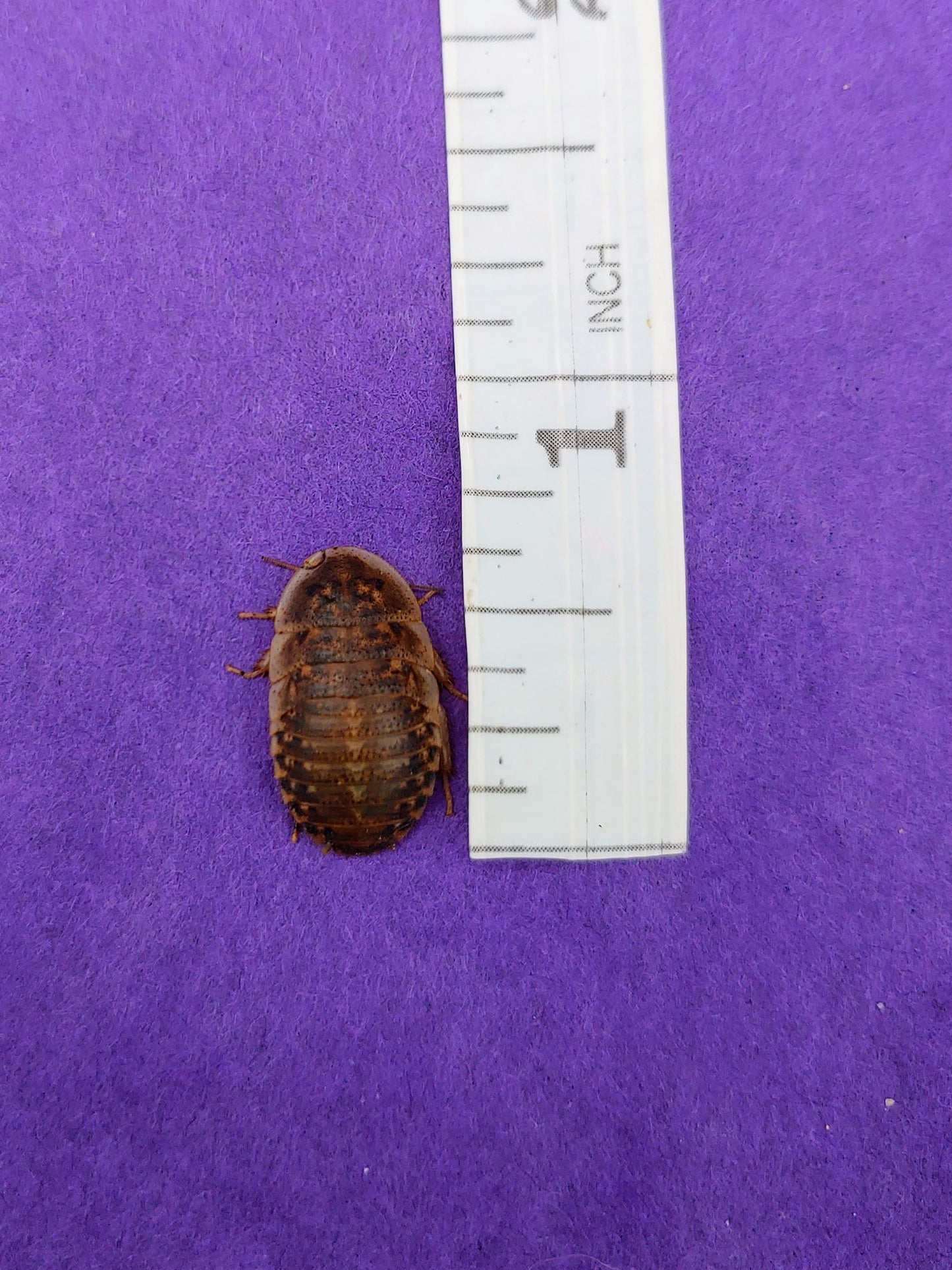 ½" dubia roaches