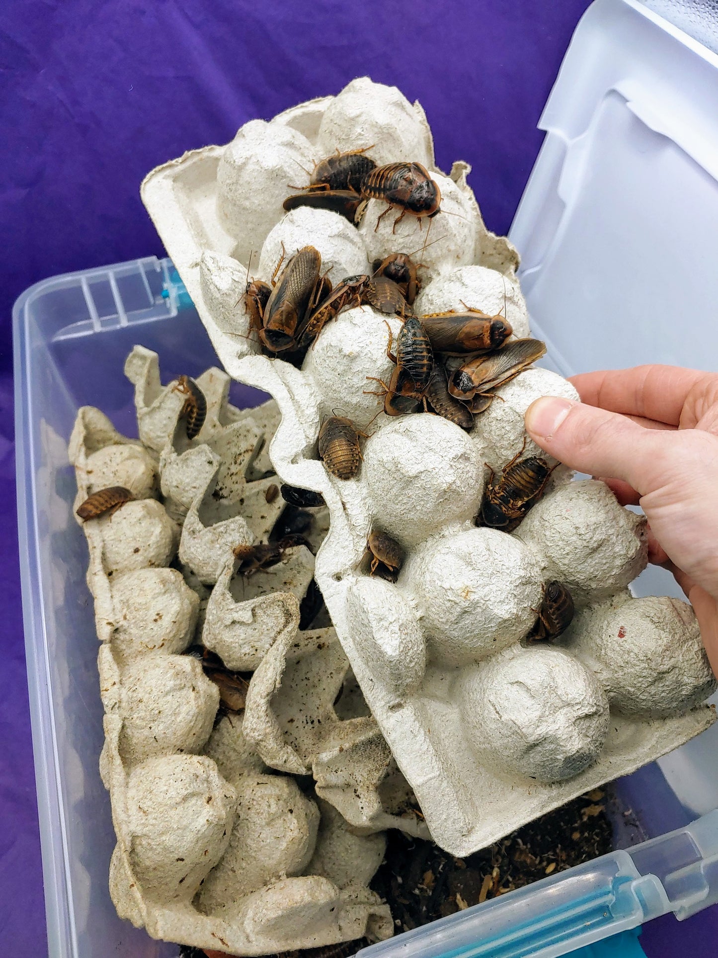 ¼" dubia roaches
