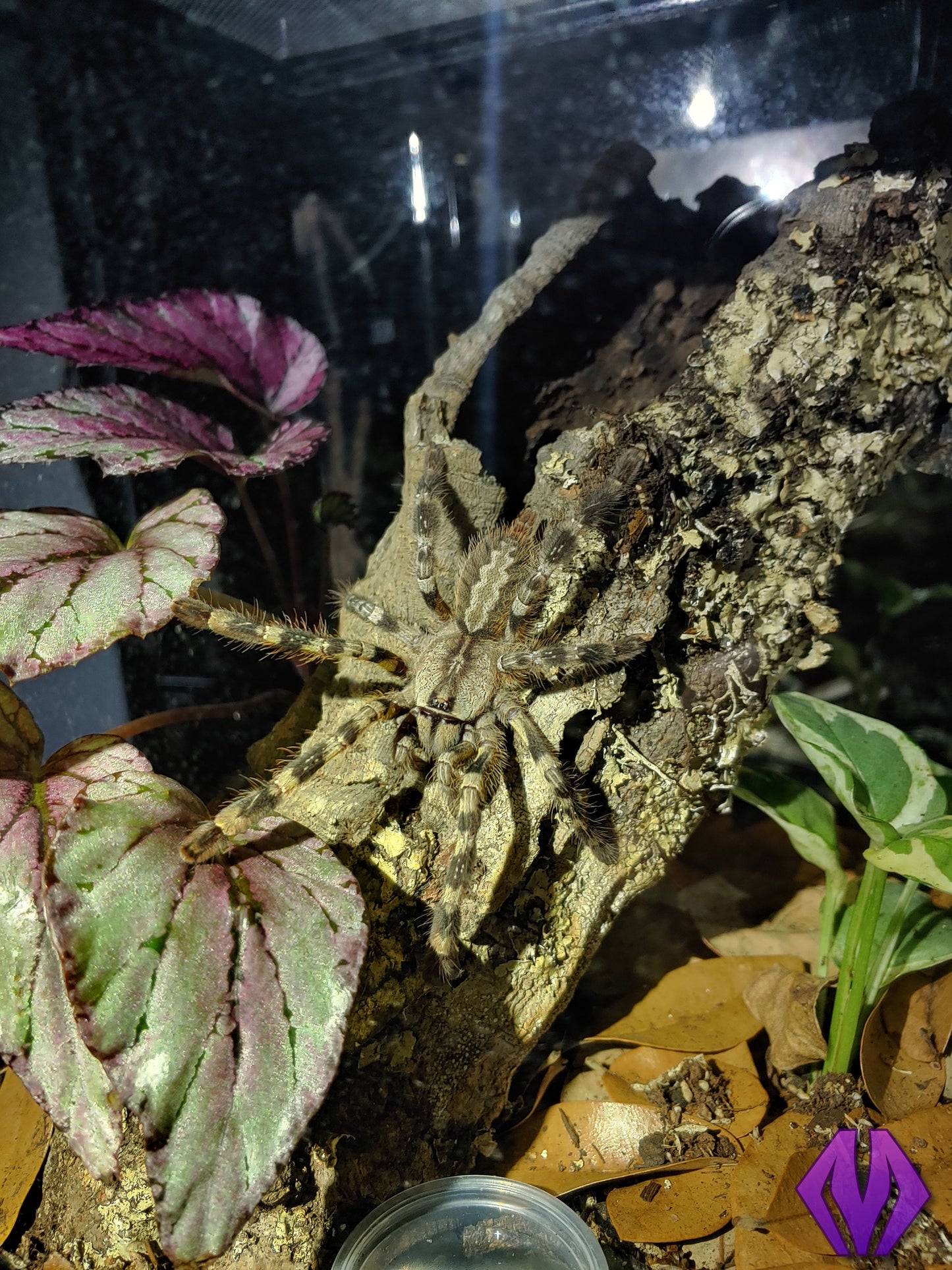 Poecilotheria regalis ¾"+