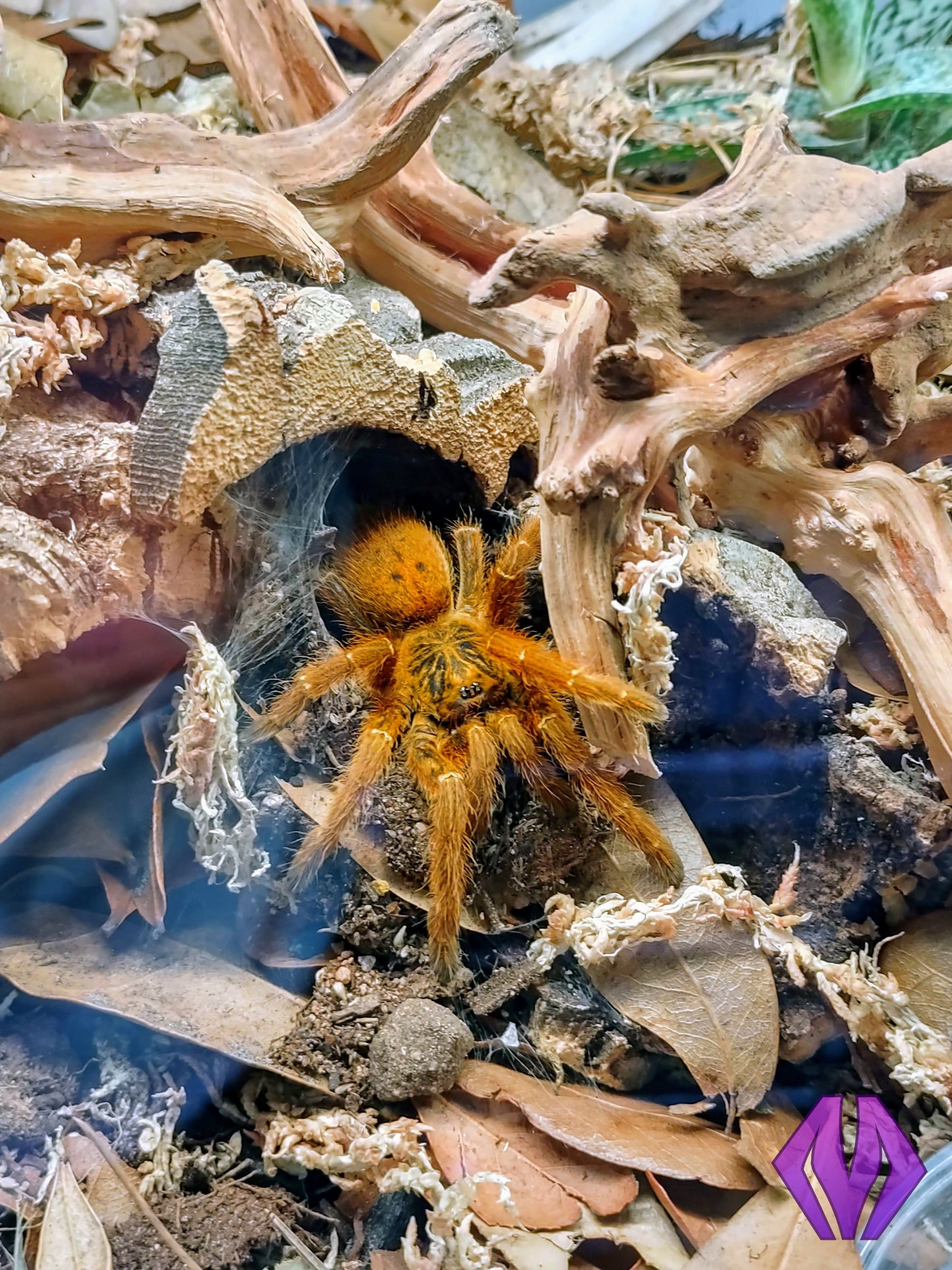 Pterinochilus murinus (RCF) ½-¾"