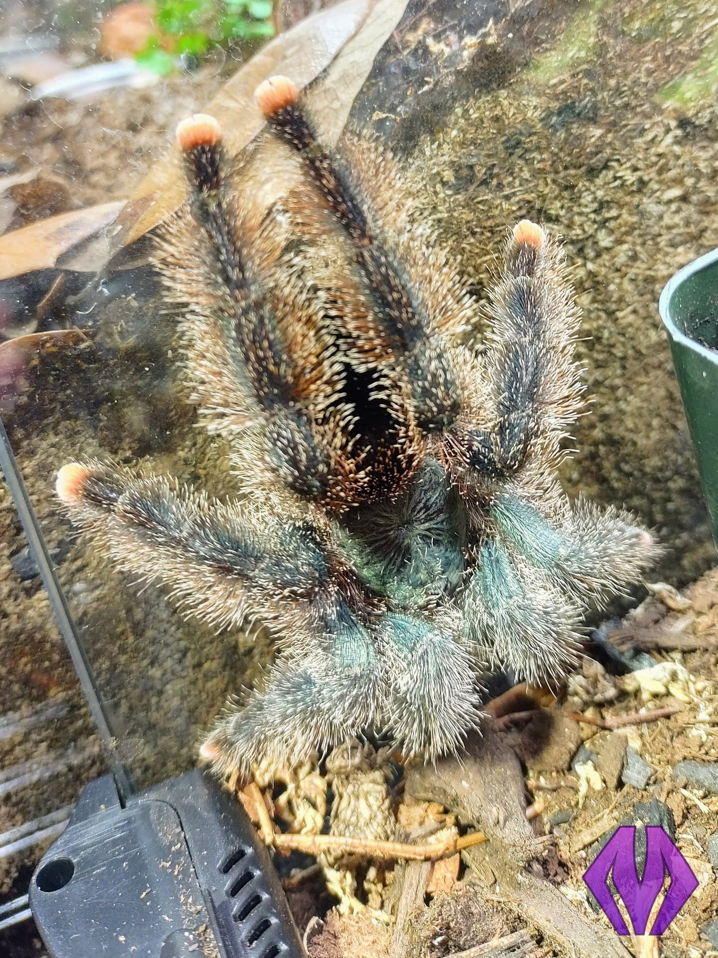 Avicularia avicularia m6 (ex metallica) ½-¾" AVAILABLE NOW!
